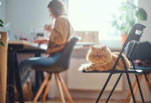 How to Cat-Proof Your Home Office