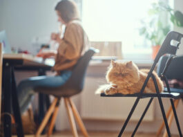 How to Cat-Proof Your Home Office