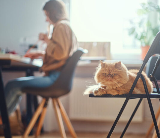 How to Cat-Proof Your Home Office