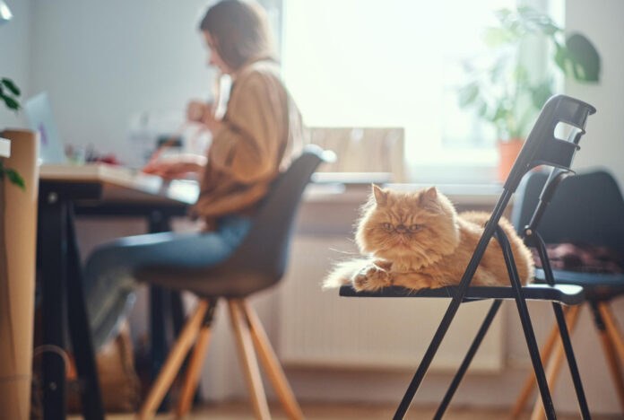 How to Cat-Proof Your Home Office
