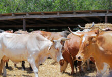 Ranching: Equipment Investments That Pay Off