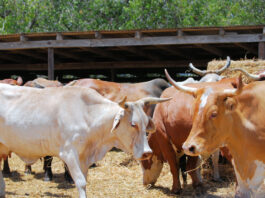 Ranching: Equipment Investments That Pay Off