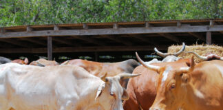 Ranching: Equipment Investments That Pay Off