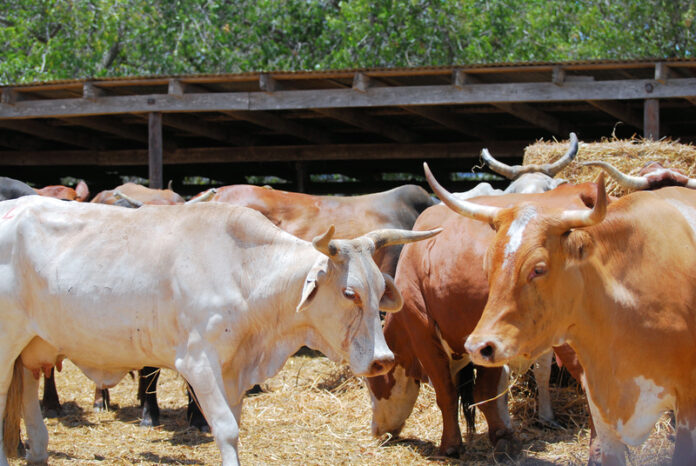 Ranching: Equipment Investments That Pay Off