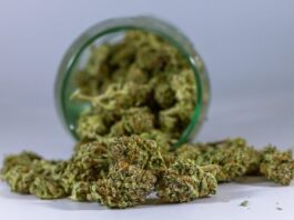 Proper Storage Extends Cannabis Flower Potency