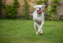 The Business of Bark: Why Pet Wellness Is a Smart Investment Sector Pet Wellness Is a Smart Investment Sector