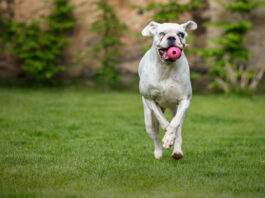 Pet Wellness Is a Smart Investment Sector