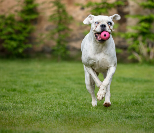 Pet Wellness Is a Smart Investment Sector