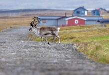 The Arctic Advantage: Timing Your Svalbard Retreat Timing Your Svalbard Retreat