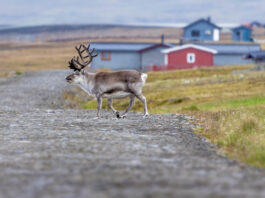 Timing Your Svalbard Retreat