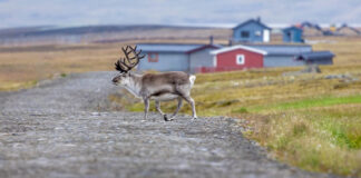 Timing Your Svalbard Retreat