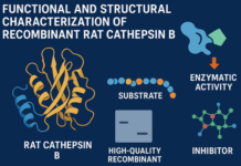 Functional and Structural Characterization of Recombinant Rat Cathepsin B Recombinant Rat Cathepsin B