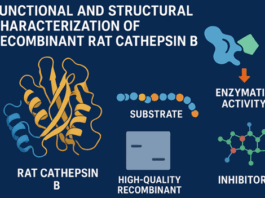 Recombinant Rat Cathepsin B