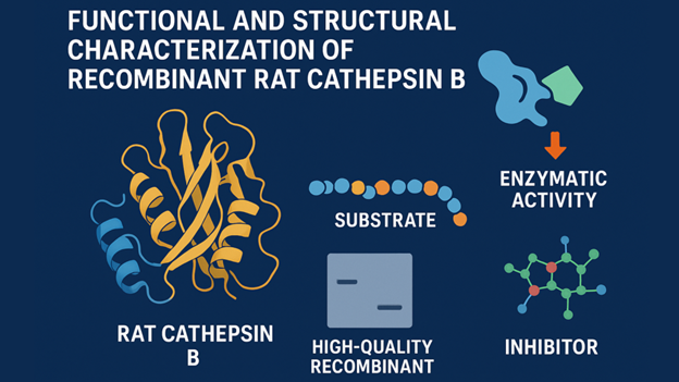 Recombinant Rat Cathepsin B Recombinant Rat Cathepsin B
