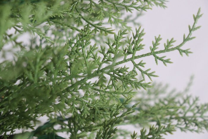 Hearth & Fir Cypress Tree