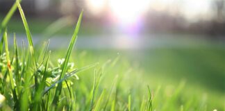 Hidden Health Risks of Roundup