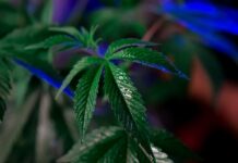 How to Make Money from a Cannabis Garden cannabis garden