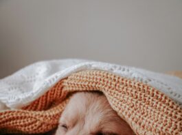 Perceived Quality in Promotional Blankets