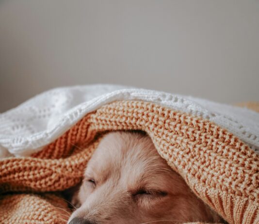 Perceived Quality in Promotional Blankets