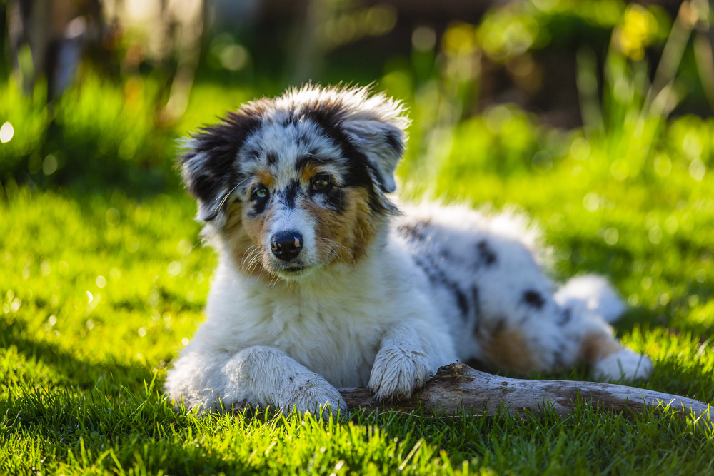 Australian Shepherd Puppy Sitting on Grass, Online Pet Business