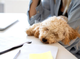 Pet Insurance Claims