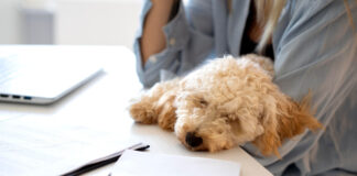 Pet Insurance Claims