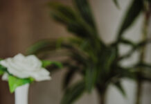 Feel Free Drink: Ingredients, Effects, Benefits & Safety Guide feel- free -drink