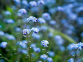 How to Document Your Garden Through the Seasons and Actually Use the Footage Document Your Garden Through the Seasons