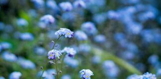 Document Your Garden Through the Seasons