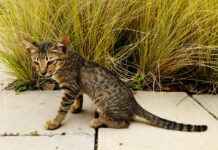 Do Cats Break Wind? Causes, Normal Behavior, and When to Worry do -cats -break- wind