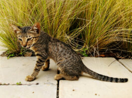 do -cats -break- wind