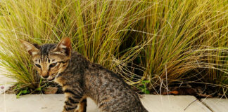 do -cats -break- wind