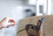 Best Rabbit Food Guide: What to Feed Your Rabbit for a Healthy Diet rabbit-food