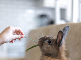 rabbit-food