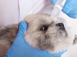 giardia-in-dogs
