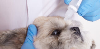 giardia-in-dogs