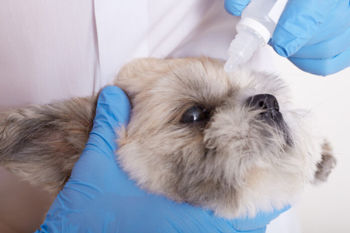 10513 giardia-in-dogs
