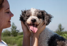 Can Dogs Have Strawberries? Benefits, Risks, and Vet-Approved Feeding Tips can-dogs-have-strawberries