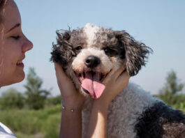 can-dogs-have-strawberries