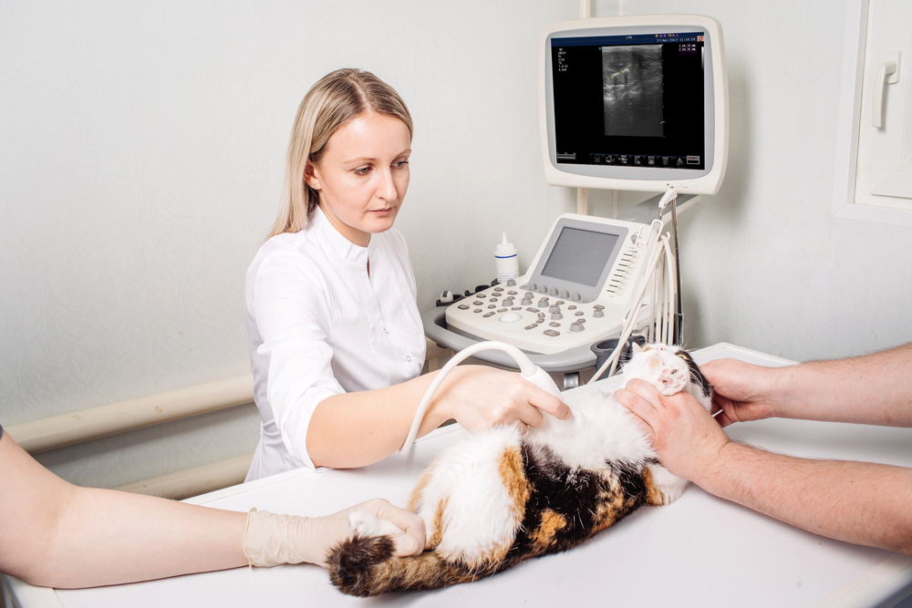 What Vets Should Know Before Investing in Ultrasound Technology Investing in Ultrasound Technology