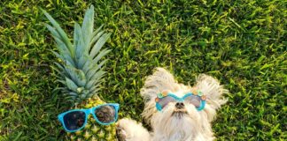 can- dogs- have -pineapple