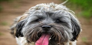 giardia-in-dogs