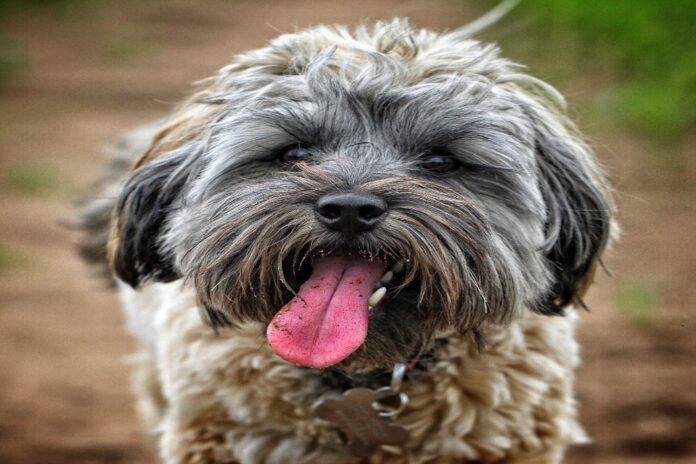 giardia-in-dogs