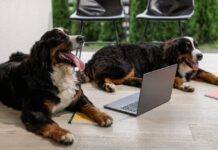 Signs It’s Time to Support Dog Skin Recovery with CBD-Based Chews Dog Skin Recovery with CBD-Based Chews
