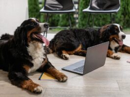 Dog Skin Recovery with CBD-Based Chews