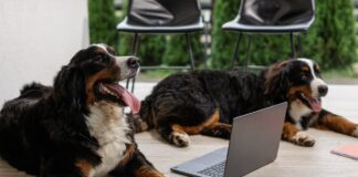 Dog Skin Recovery with CBD-Based Chews