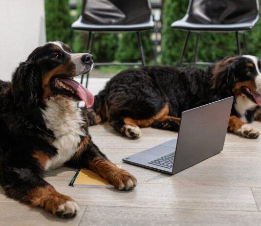 Dog Skin Recovery with CBD-Based Chews