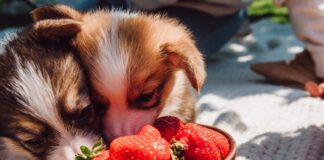 can-dogs-have-strawberries