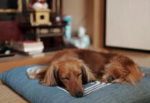 Kidney Disease in Dogs: Early Signs Most Owners Miss Kidney Disease in Dogs