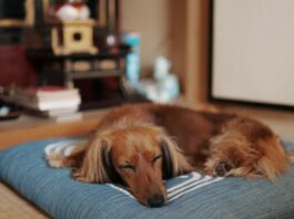 Kidney Disease in Dogs